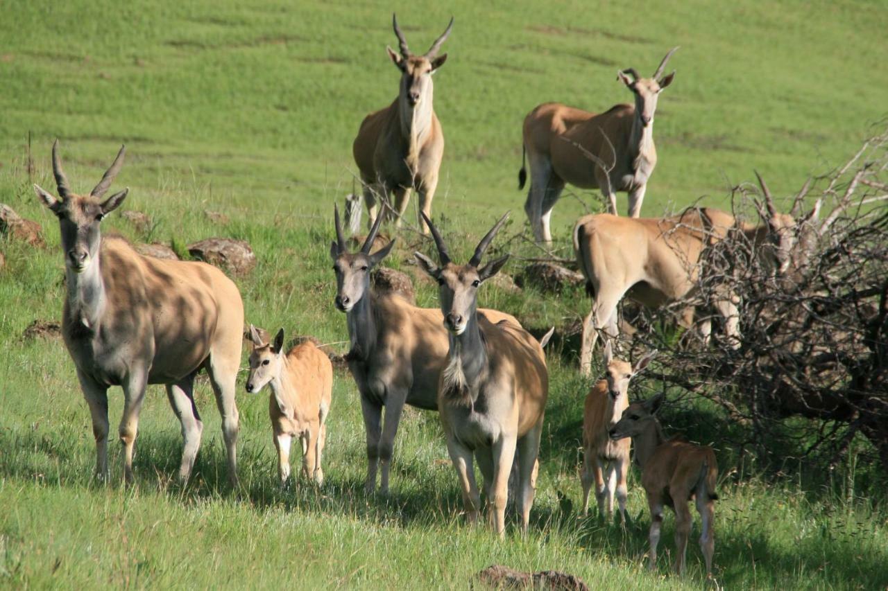 Sani Valley Nature Lodges Himeville Ngoại thất bức ảnh